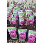 1001fidan Paeonia Suffruticosa Purple Ağaç Şakayık Fidanı