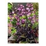 1001fidan Penstemon Digitalis Mystica Sakallı Dil Fidanı