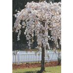 1001fidan Prunus Pendula Alba Sarkık Dallı Beyaz Çiçekli Süs Kirazı