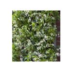 1001fidan Rhyncospermum Jasminoides Arap Yasemini Yasemin Fidanı 80-120 Cm