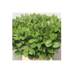 1001fidan Ruscus Hypo. Bodur Yalova Mercanı Kokina Yıl Başı Çiçeği Fidesi 10-30 Cm
