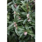 1001fidan Sarcococca Humilis, Bodur Parfüm Kutusu Fidesi Winter Gem