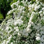 1001fidan Spirea Vanhouttei İspirya Fidanı