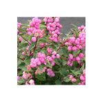 1001fidan Symphoricarpos D. Magic Berry Pembe Inci Çalısı Fidanı 40-60 Cm