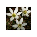 1001fidan Zephyranthes Zıpçıktı Çiçeği | Beyaz Çiçekli-saksılı 0-20cm