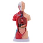 11 inç Küçük Vücut Modeli, 15 Çıkarılabilir Parçalar İç Organlarla Eğitim Gövdesi Anatomi Fizyolojisi Öğrenciler Için Çalışma Araçları Öğretmenler Tıbbi Sağlık Profesyonelleri