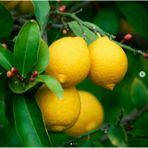 12 Litrelik Saksıda Bodur Yediveren Limon Fidanı Yaş 3 Boy 80-100CM