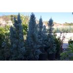 12 Lt Saksıda Cupressus Arizonica - Arizona Mavi Servi Fidanı 110-130 Cm