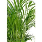 120-140 cm Areca Dypsis Lutescens Areka Palmiyesi