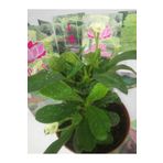 12lik Saksıda Euphorbia Milii Kaktüs Dikenler Tacı Beyaz Renkli