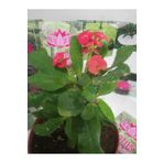 12lik Saksıda Euphorbia Milii Kaktüs Dikenler Tacı Kırmızı Renkli