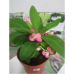 12lik Saksıda Euphorbia Milii Kaktüs Dikenler Tacı Pembe Renkli