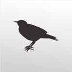 130 cm Bülbül Folyo Sticker