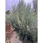15 Lt Saksıda 5 Yaş Gemlik Trilye Zeytin Fidanı Boy 150-180 Cm