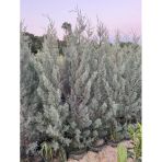 15 Lt Saksıda Aşılı Arizona, Mavi Servi ( Cupressus Arizonica ) Boy 180-200 cm