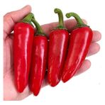 150 Adet Tohum Meksika Biberi Tohumu Zehir Acı Meksika Biberi Tohumu Jalapeno Jalepeno Biberi Tohumu