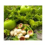 1kg 1.kalite Taze Yaş Yeşil Fındık, Organik Fındık, Sütlü Fındık, Kabuklu Fındık, Çiğ Fındık - 1 kg