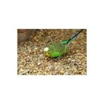 1Kg Saf Kus Yemi Her Turlu Kus Icin Uygun Besleyici Mineralli Kus Yemi Muhabbet Kanarya Hint Bulbulu