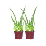 2 Adet Aloevera Çiçeği Bitkisi Aloe Vera Fidanı Dolgun Bol Yavrulu 25-30CM