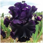 2 Adet Black Iris (Süsen) Germenica Çiçek Soğanı - ADAFDN0242