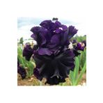 2 Adet Black Iris Süsen Germenica Çiçek Soğanı