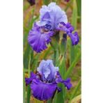 2 Adet Cornflower Renk Iris (Süsen) Germenica Çiçek Soğanı