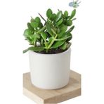 2 Adet Crassula Ovata Şans Para Çiçeği Şık Dekoratif Saksıda