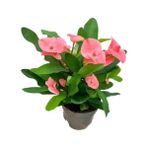 2 Adet Dikenler Tacı Eforbia Mili (Euphorbia Milii) Pembe Renk