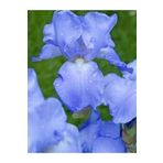 2 Adet Iris Germenica Gök Mavi Renk Çiçek Soğanı
