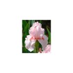 2 Adet Iris (süsen) Germenica Soft Pembe Renk Çiçek Soğanı