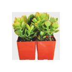 2 Adet Orta Boy Crassula Ovata Şans Para Çiçeği