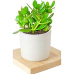 2 Adet Seramik Saksıda Crassula Ovata Para Çiçeği