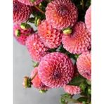 2 Adet Soft Pembe Yıldız Dahlıa Çiçek Soğanı
