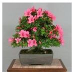 2 Adet Tohum Orkide Bonsai Agaci Tohum Bodur Bonsai Orkide Agaci Tohum Saksi Toprak