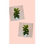 2 Dekoratif saksıda 2 keman yapraklı Kauçuk ficus lyrata 80-100 cm kampanya