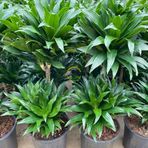 2 Gövdeli Dracaena Compacta Bitkisi 80-90CM