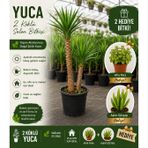 2 Köklü Dev Yuca Salon Bitkisi 140-160CM + Afra Para ve Aşkın Gözyaşı HEDİYE!