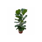 2 köklü ficus lyrata keman yapraklı kauçuk 120 cm