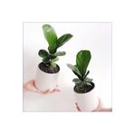 2 X Ficus Lyrata Pandora Kauçuğu Dekoratif Saksılarda 2 Adet