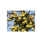 2 Yaş 10 Adet Tüplü Arbequina (bodur) Zeytin Fidanı 8259272583626