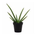 2 Yaş Aloevera Fidanı, Torbalı ve Tüketime Uygun