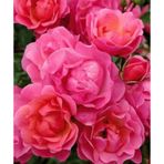 2 Yaş İthal Maxi Vita Gül Fidanı (pembe)