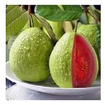 2 Yaş Kırmızı Guava Fidanı, Torbada