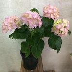 2 Yaş Saksıda Pembe Ortanca Çiçeği 50-70 Cm