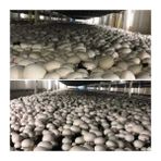 20.000 Adet Beyaz Kültür Mantarı Tohumu - 2000 Adet