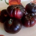 20 Adet Black Krim Domates Tohumu