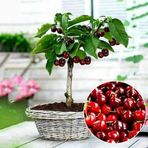 20 Adet Bodur Kiraz Ağacı Tohumu