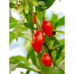 20 Adet Goji Berry Fidanı ( Nq7 ) Viyolde 15 cm 12 Ay Dikim
