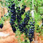 20 Adet Goji Berry Fidanı ( Siyah Meyve ) Viyolde 15 cm 12 Ay Dikim