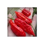 20 Adet Kırmızı Bhut Jolokia Biber Tohumu